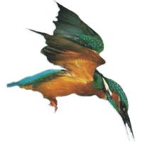 Glasgow Kingfishers Junior Underwater Hockey Club